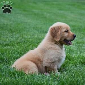 Marley, Golden Retriever Puppy